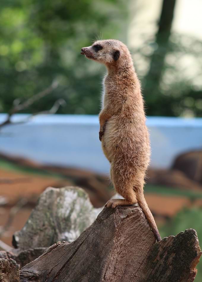 stand up brown animal