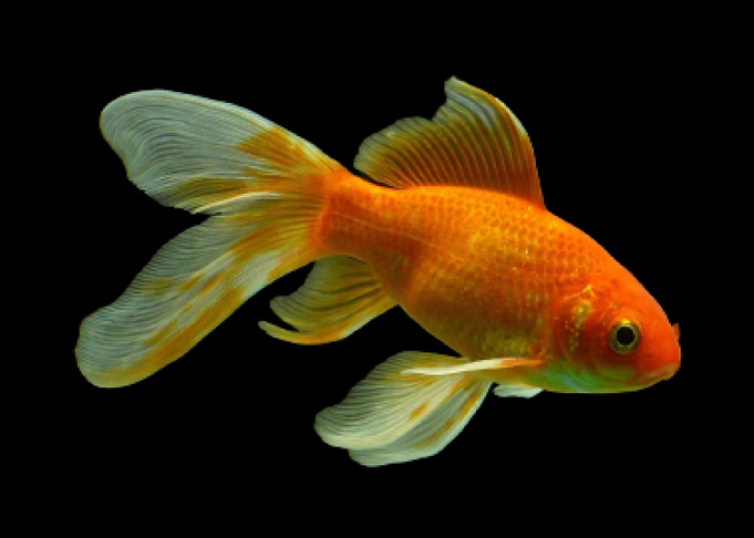 Goldfish