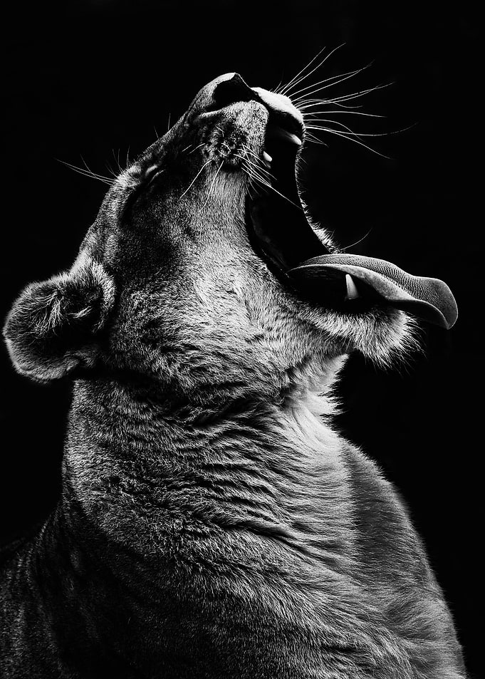Female Lion Head
