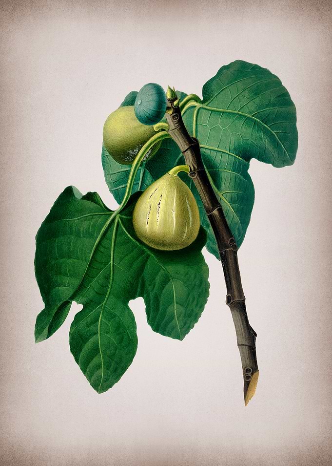 Vintage Fig Branch Fruits