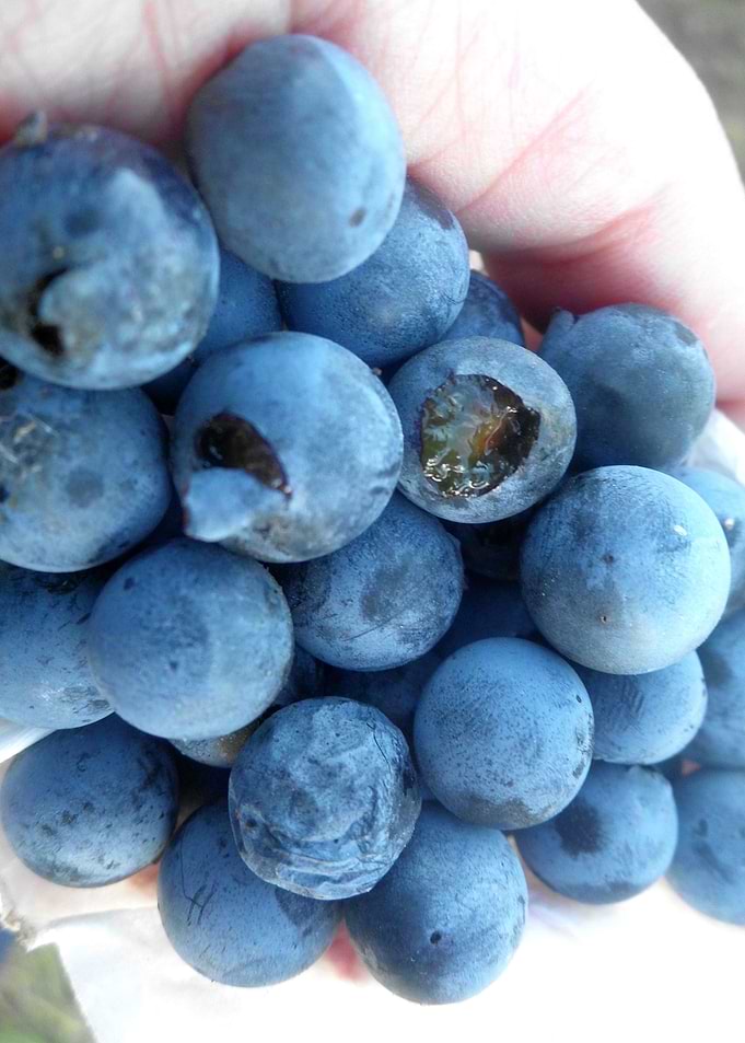 Sloe fruits