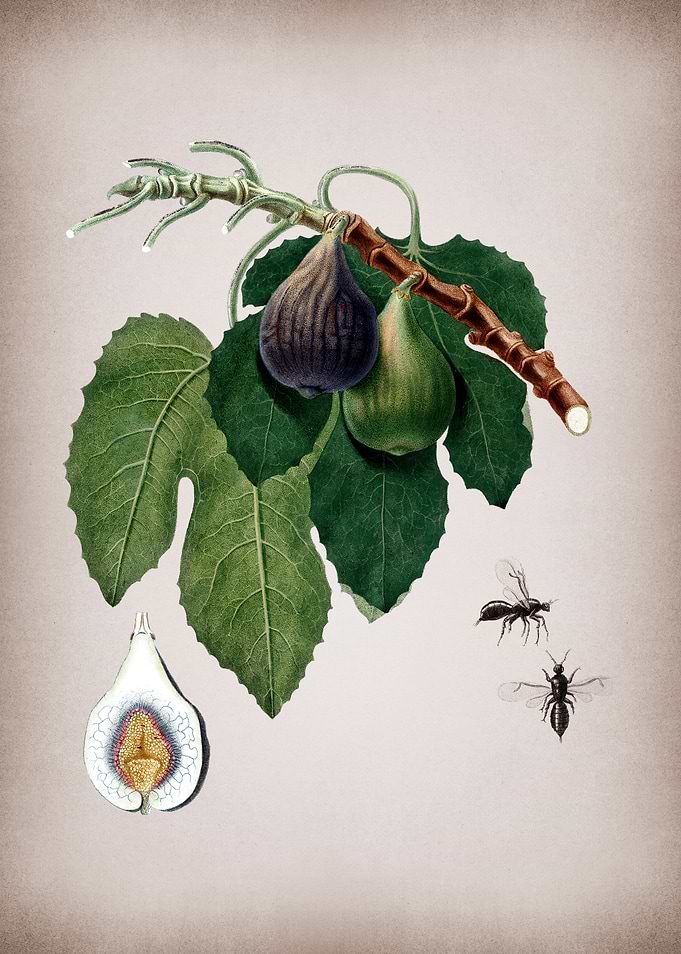 Vintage Fig Fruits Poster