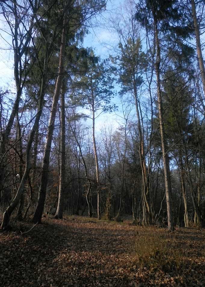 Forest walk