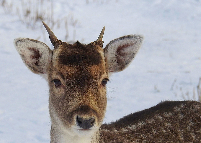 black ear deer