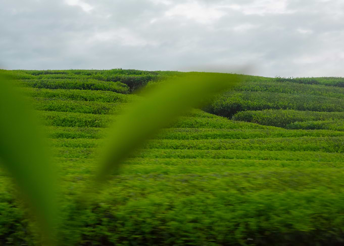 Teas Leaf