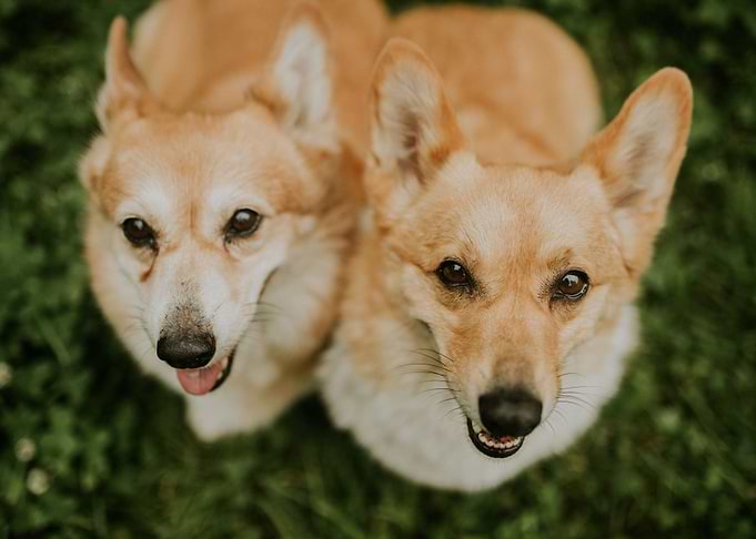 2 cute dogs