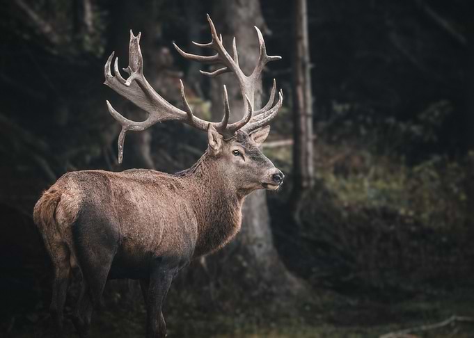 black horn deer ear