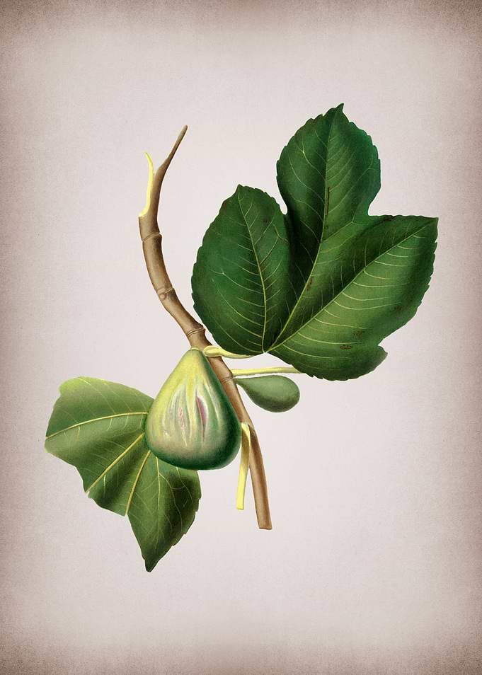 Vintage Fig Fruits Poster