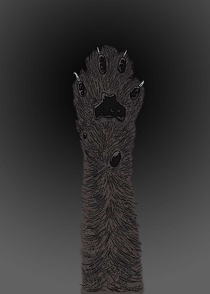 black paw with pads