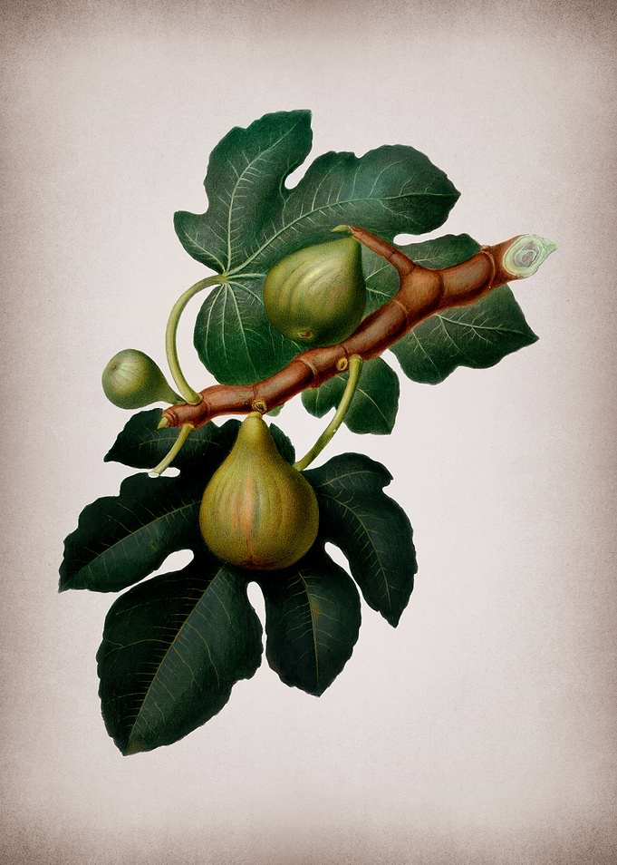 Vintage Fig Fruits Poster