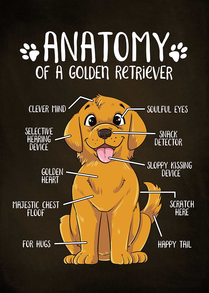 Anatomy Golden Retriever