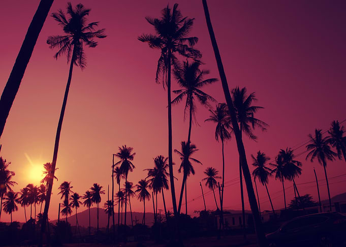 coconut tree