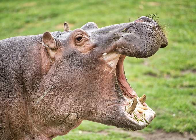 Hippo Yawn