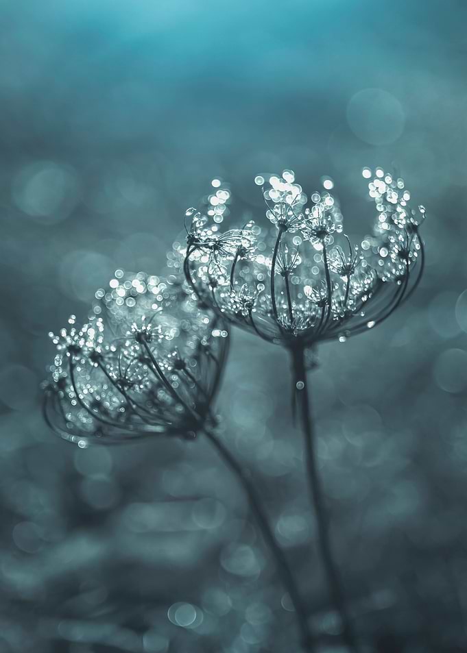 Floral composition