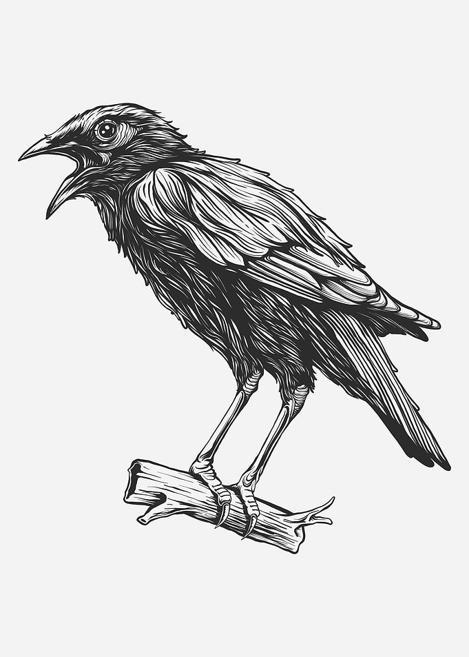 Crow bird