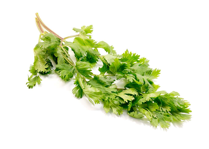 Coriander