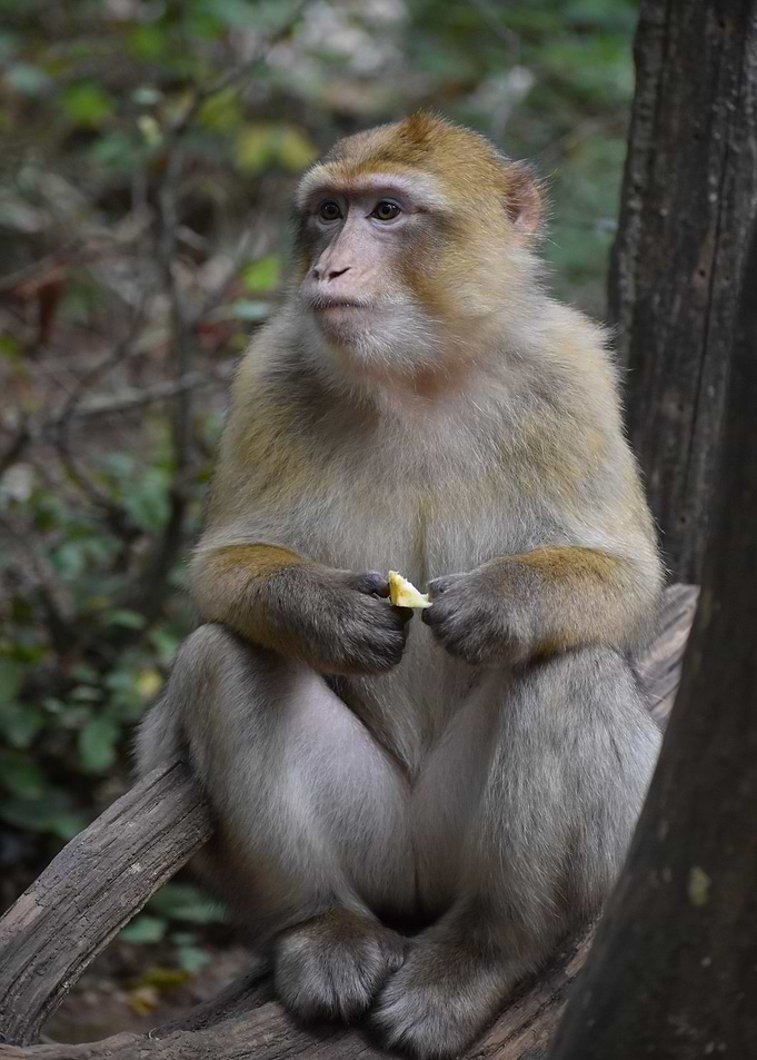 Funny Monkey at the tree