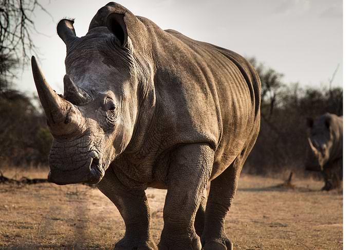 Run Rhino Run