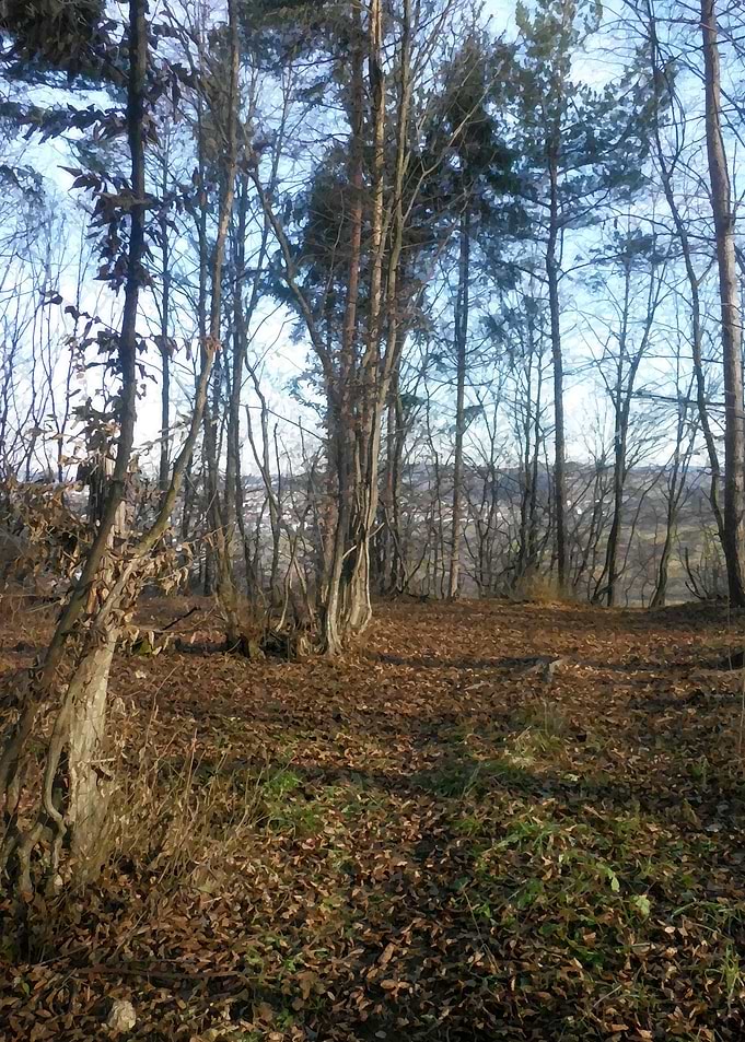Forest in winter