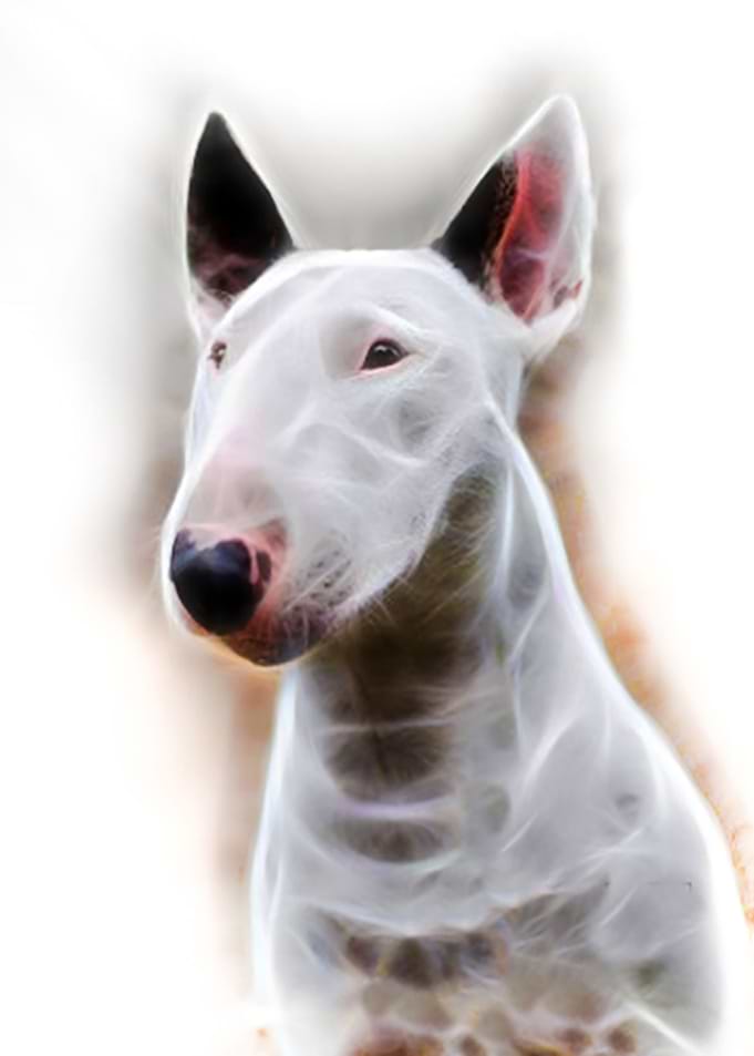 Fractalius White Bully