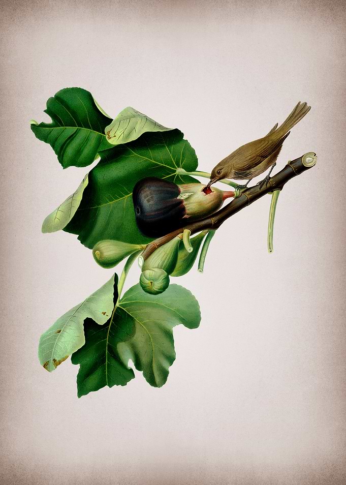 Vintage Fig with Bird Art