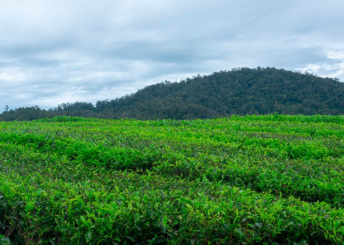 Green Tea Farm