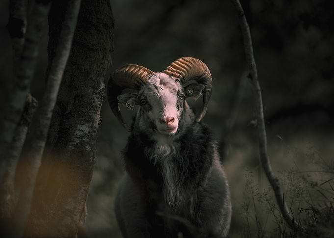 pink horn deer