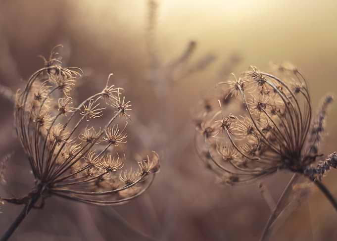 Floral composition