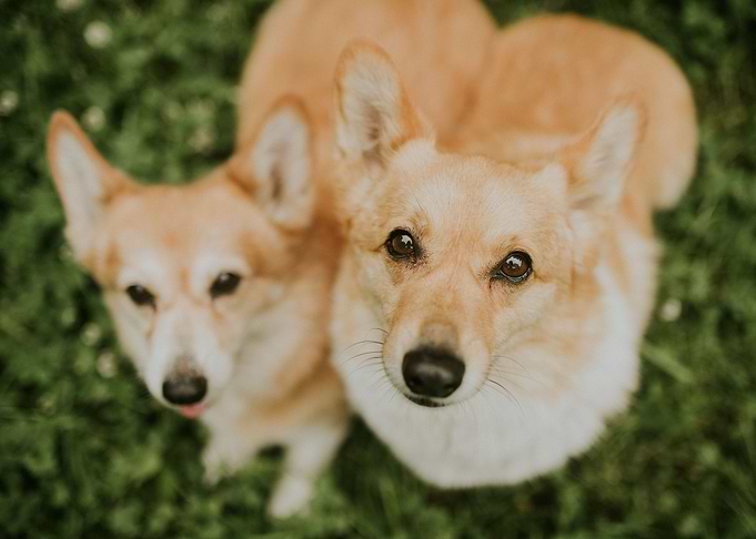 2 dogs