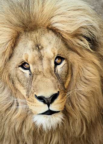 Lion King