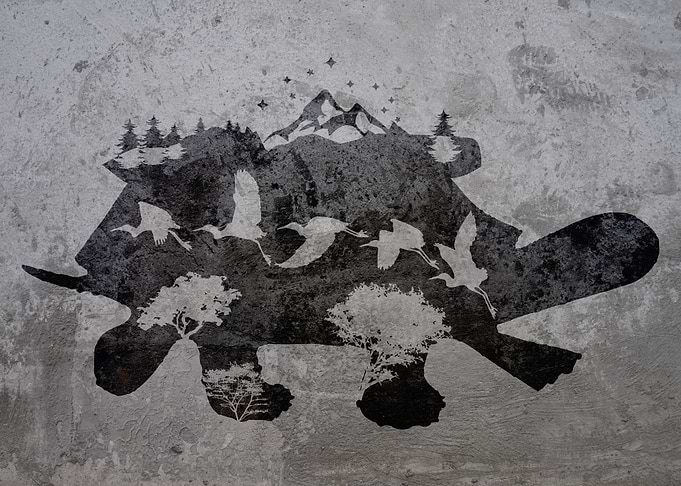 GRAFFITI CONCRETE TURTLE