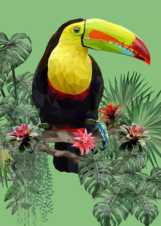 Toucan