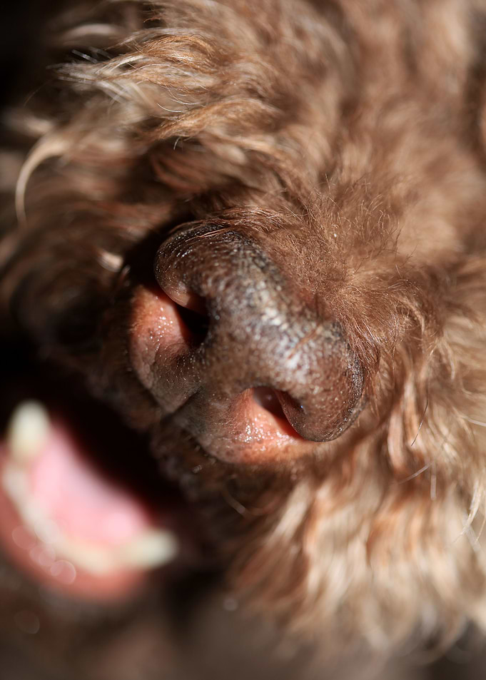 Dog nose lagotto romagnolo