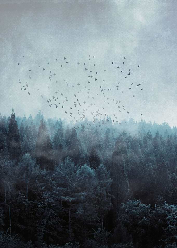 Birds Over Misty Forest