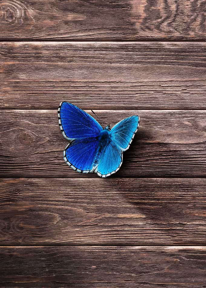 Just a blue butterfly