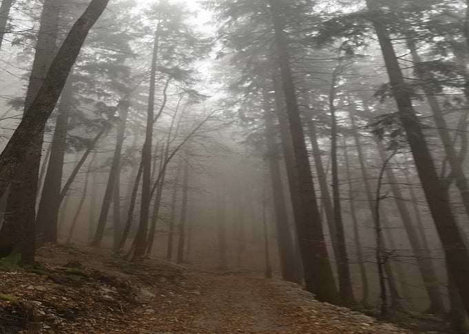 fog in the woods