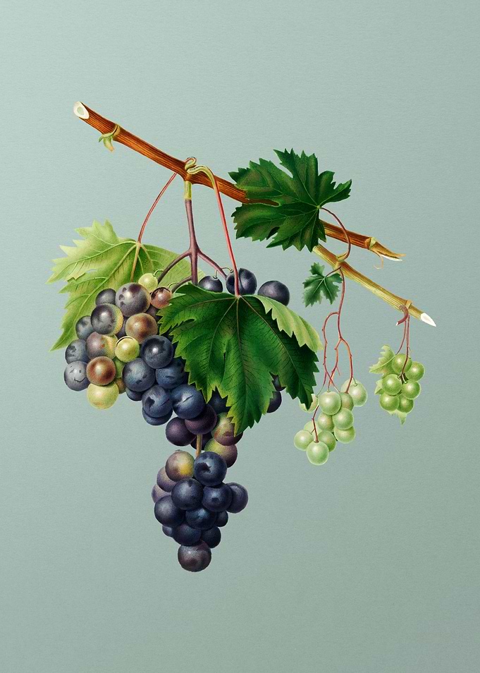 Vintage Grape from Ischia