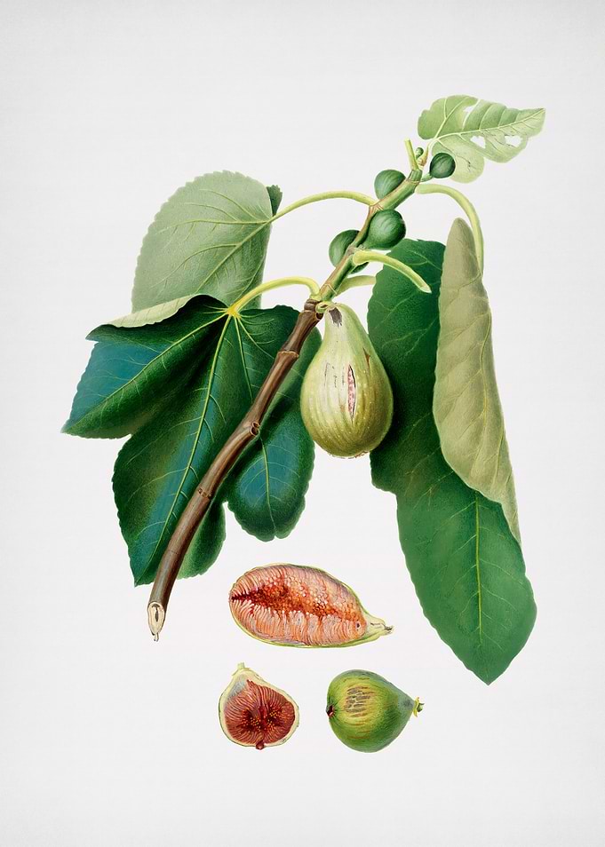 Vintage Monaco Fig Fruit