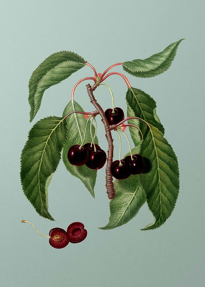 Vintage Hard Flesh Cherry