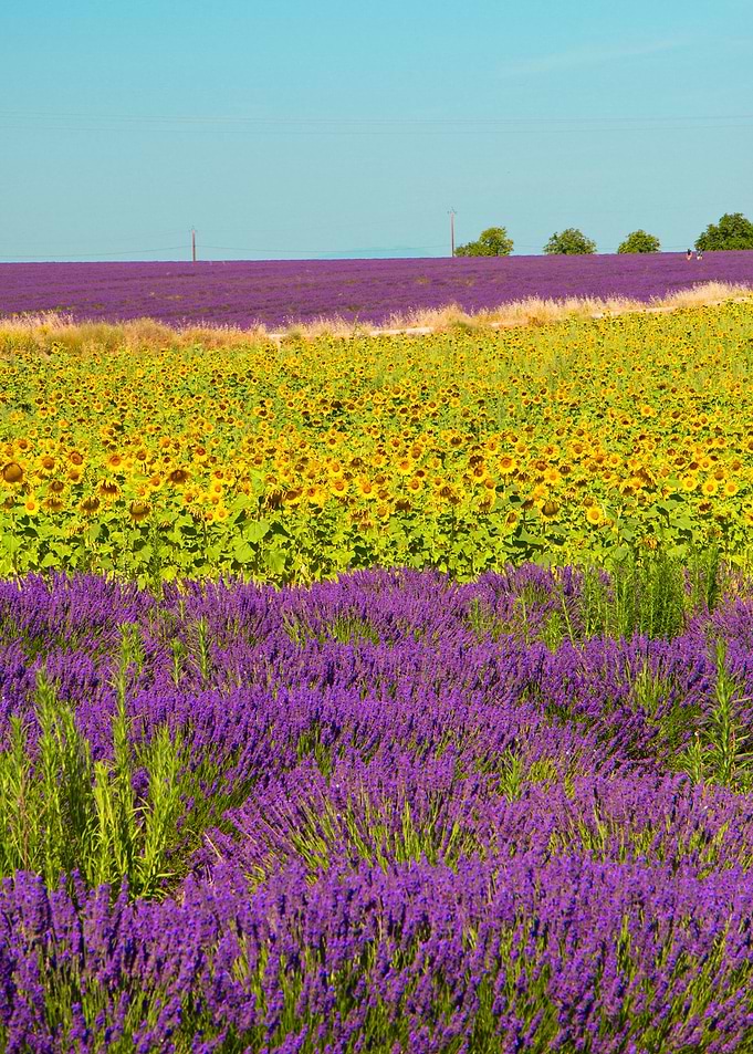 sunflower and lavender