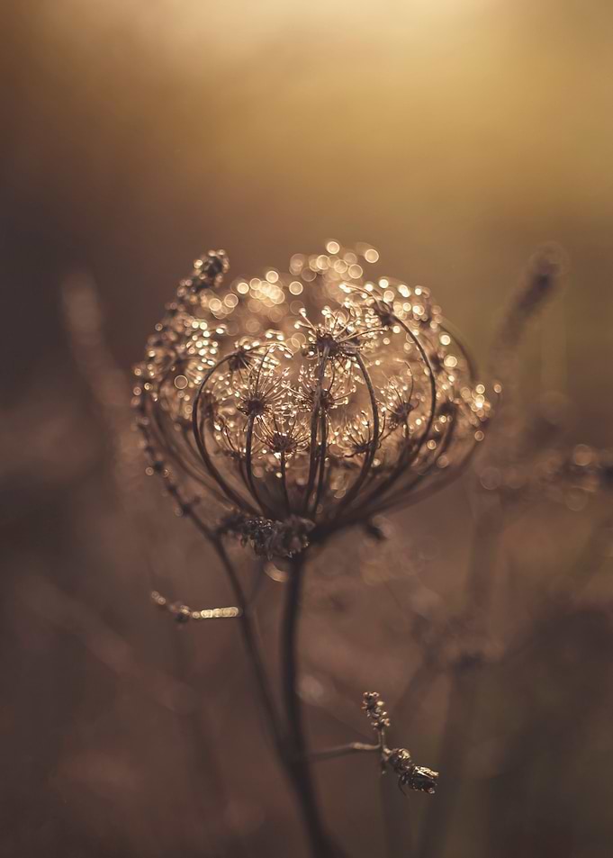 Floral composition
