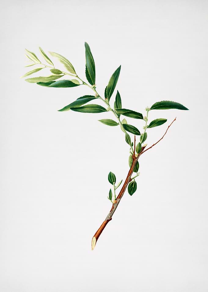 Vintage Jujube Flower