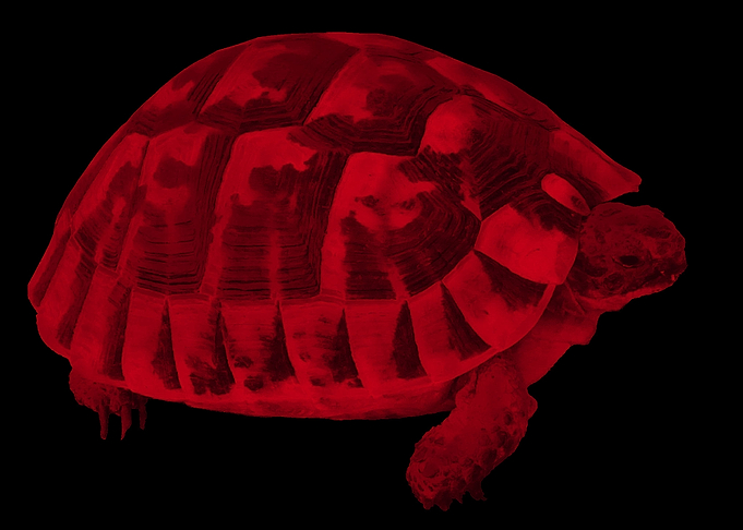 turtle