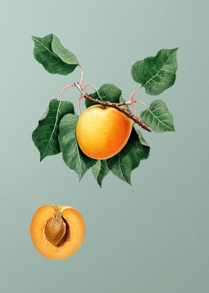 Vintage German Apricot Art