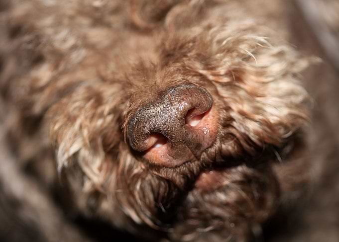 Dog nose lagotto romagnolo