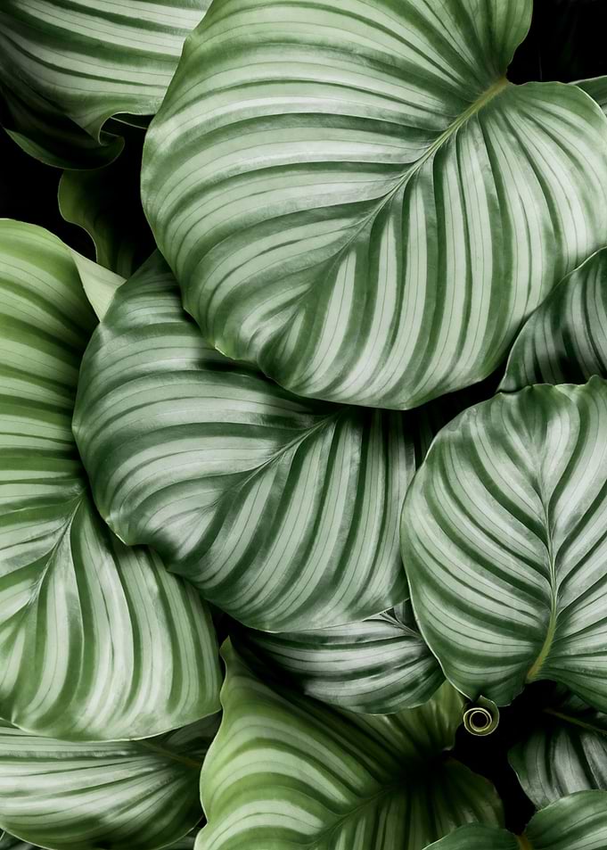 Calathea Orbifolia