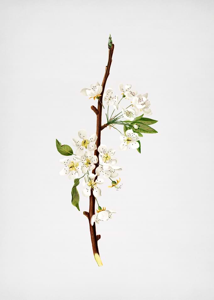 Vintage Musky Pear Flowers