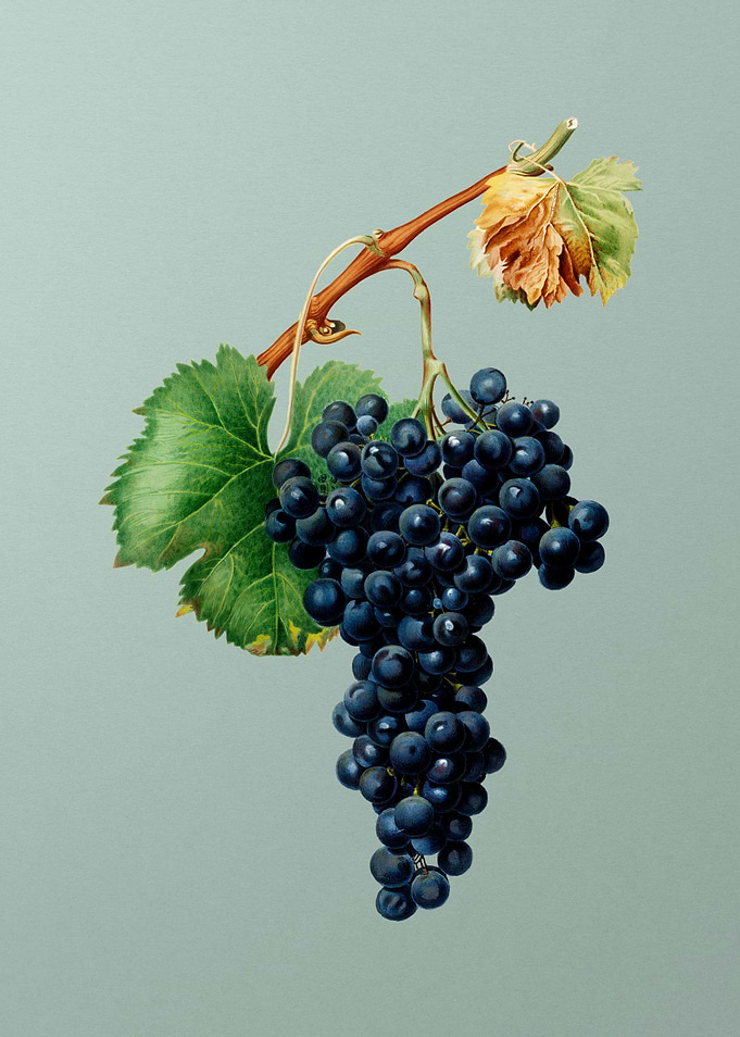 Vintage Grape Spanna Fruit