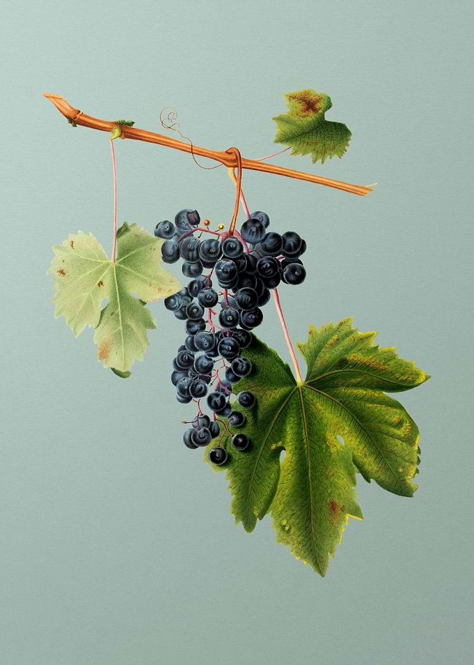 Vintage Grape Colorino Art