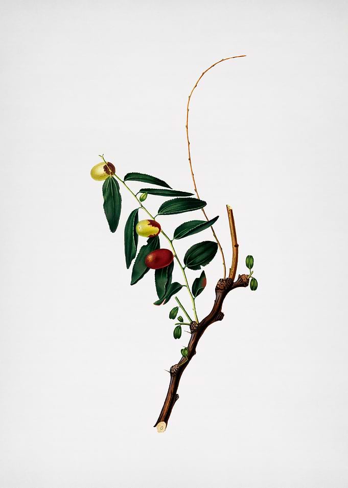 Vintage Jujube Fruit Foods